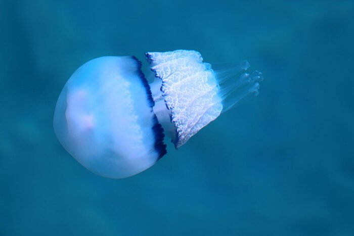 Meduza-Foto-Pavle-Simovic