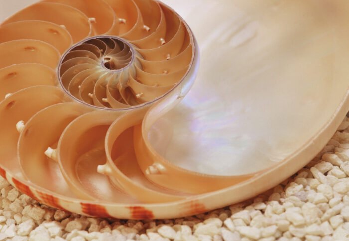 Nautilus