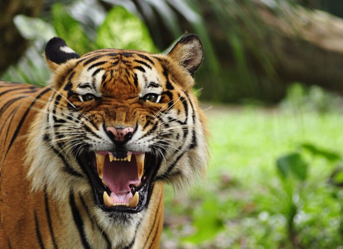 Tigar_mesozder