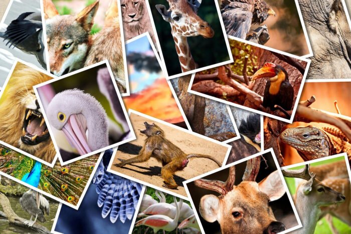 wildmammals