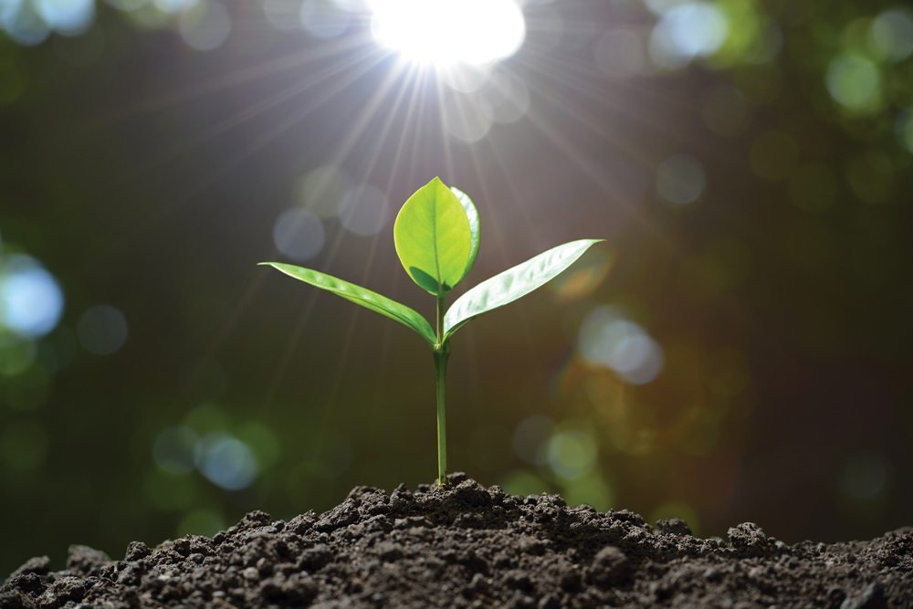 young-plant